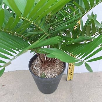 ザミアフロリダーナ メキシコソテツ 多頭 双頭 ダブルヘッド 以上 ザミア フロリダーナ（メキシコソテツ）6号黒プラ鉢 ｜観葉01-D1